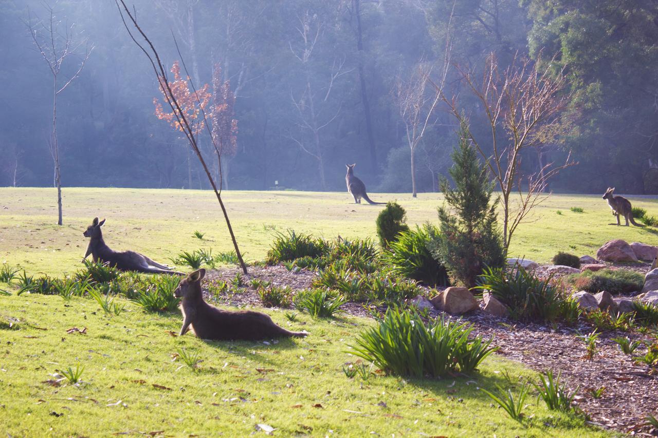 Marwood Villas Halls Gap Eksteriør bilde